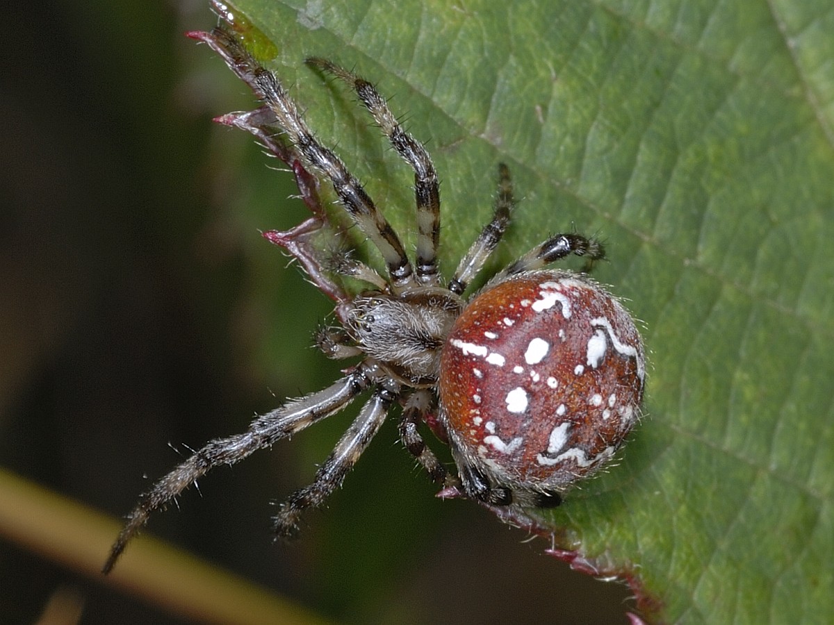 Araneus Quadratus, Four-spot Orb Weaver